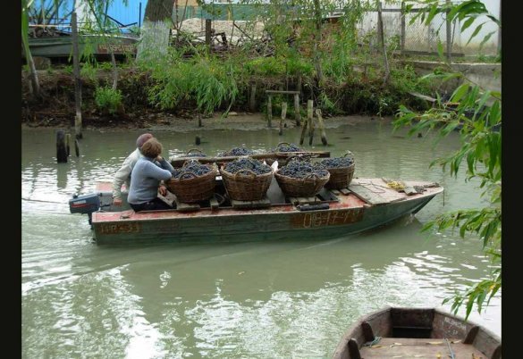 Вилково, ерики