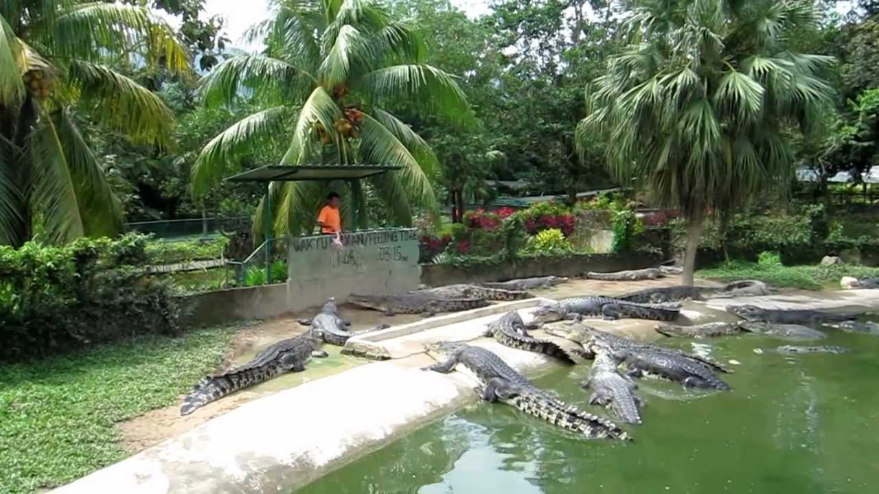 Крокодилья ферма