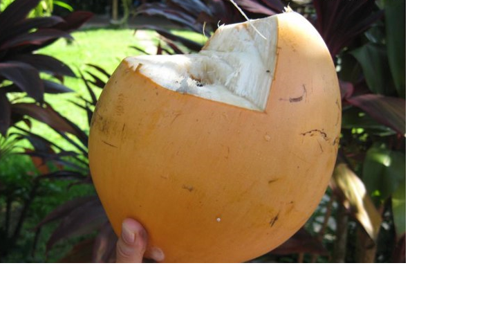 Оранжевый кокос