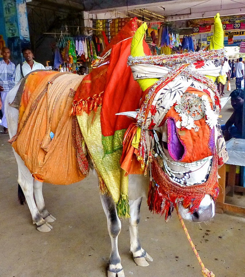 Коров в Индии наряжают к празднованию Нового Года