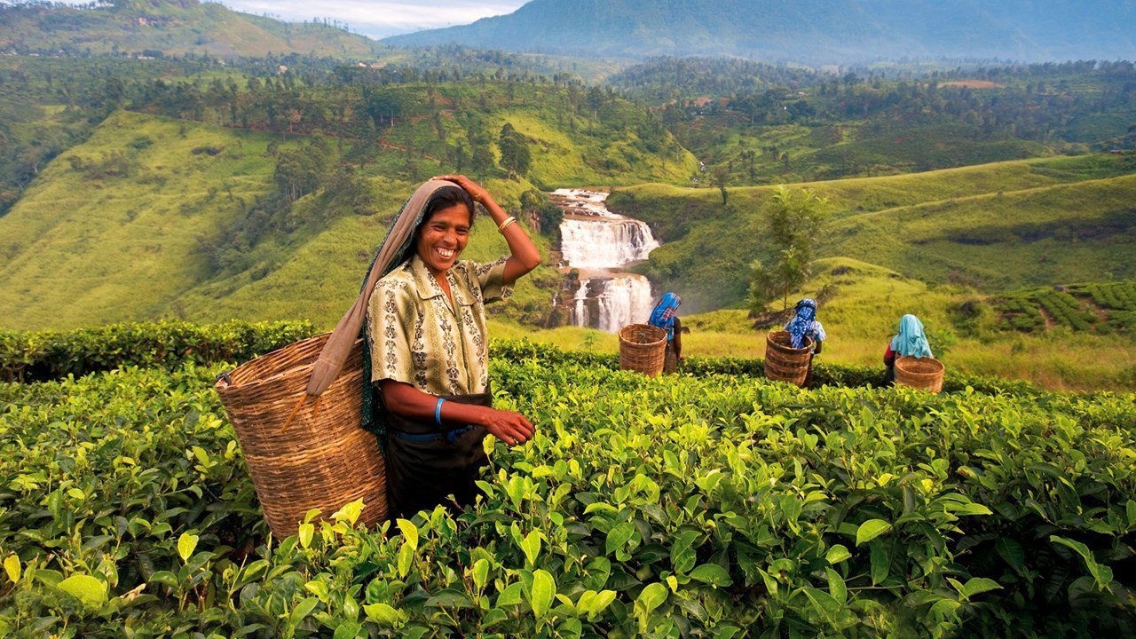 Чайные плантации на Шри-Ланке 