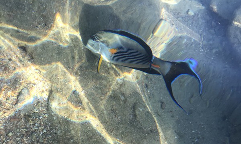 Море у отеля Concorde El Salam Hotel