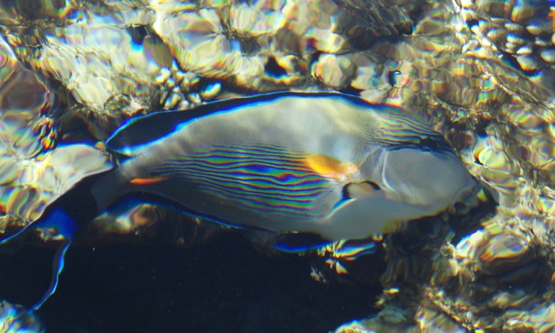 Подводный мир у отеля Concorde El Salam Hotel