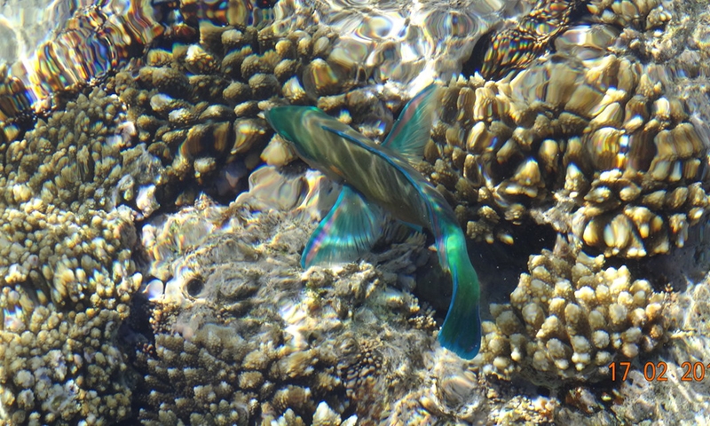 Рыбки у берегов отеля Concorde El Salam Hotel