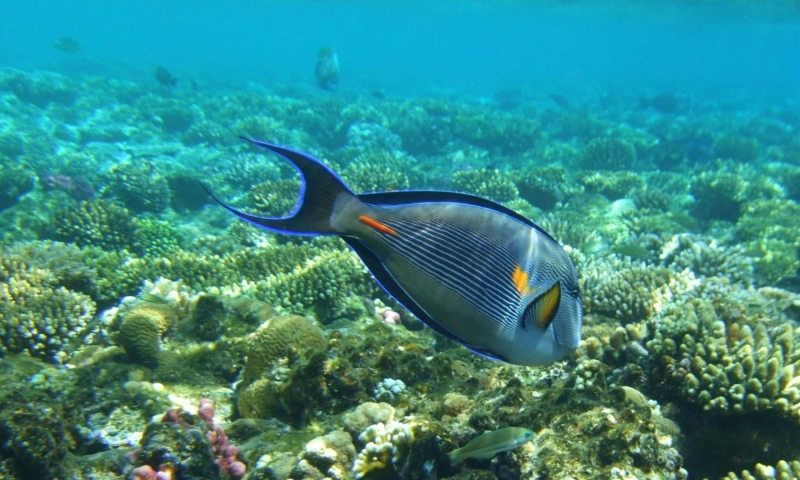 Рыбки в Grand Rotana Resort & Spa