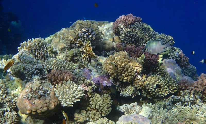 Рифы у берегов отеля Grand Rotana Resort & Spa