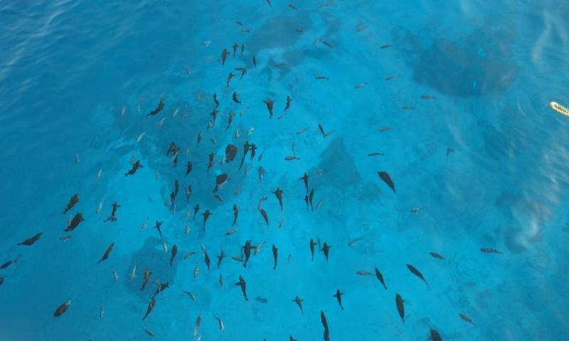 Рыбки у берегов отеля King Tut Aqua Park Beach Resort