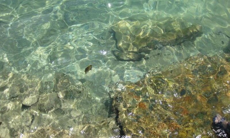 Морские жители