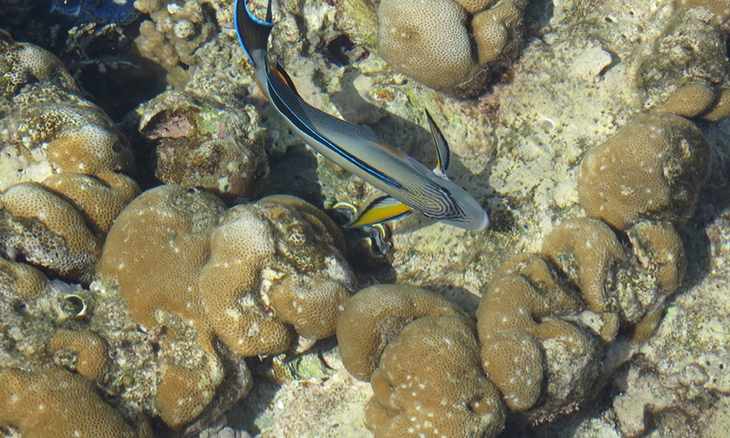 Рыбки у берегов отеля Reef Oasis Beach Resort