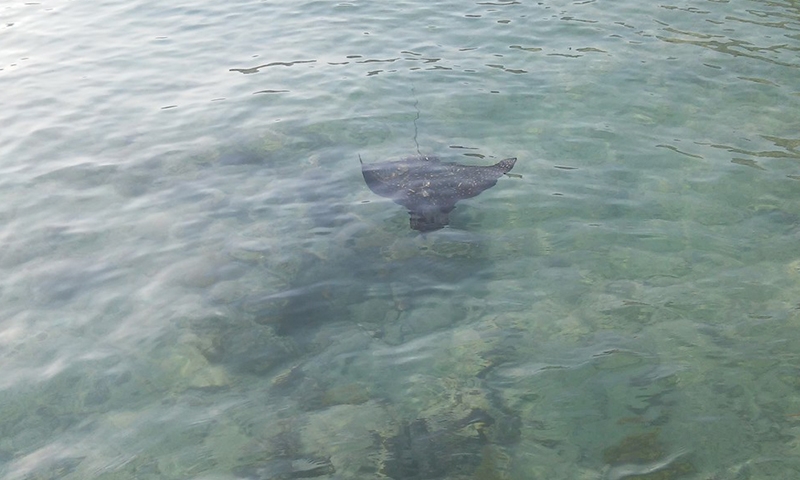 Скат у отеля Reef Oasis Beach Resort