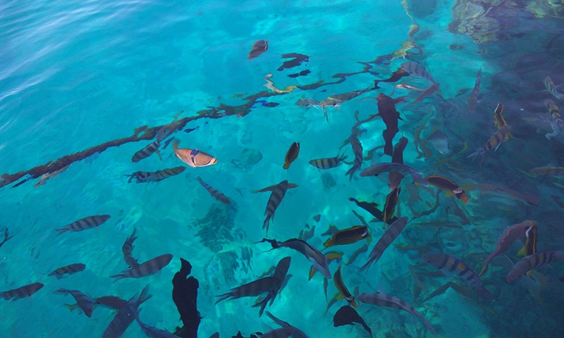 Подводный мир у берегов отеля Reef Oasis Beach Resort