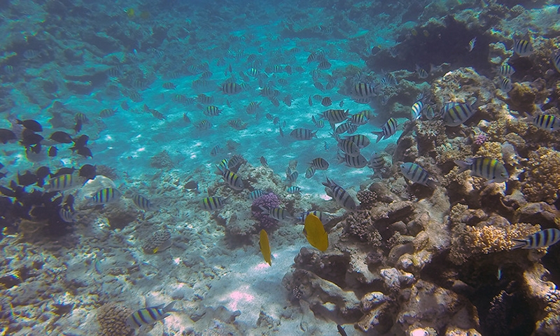 Рыбки в море у отеля Albatros Citadel