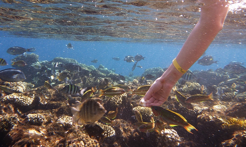Кормление рыбок в Rixos Sharm El Sheikh