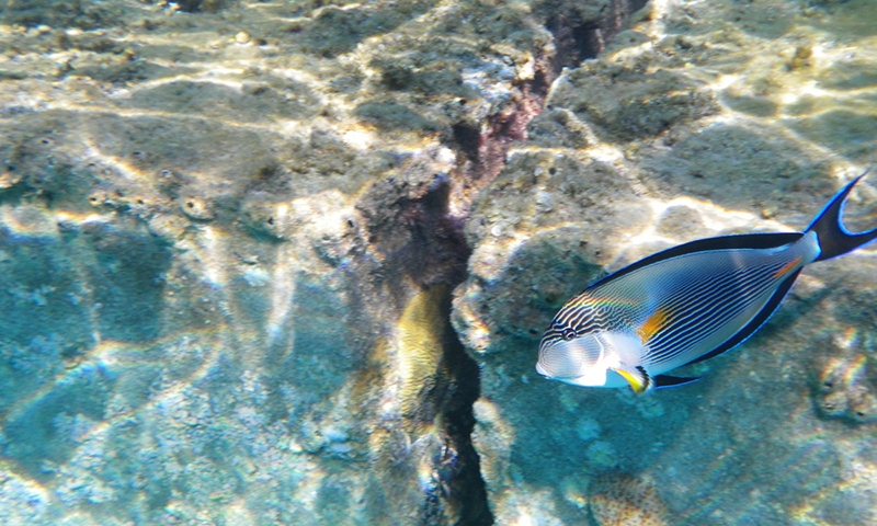 Рыбки у берегов отеля Sunny Days El Palacio