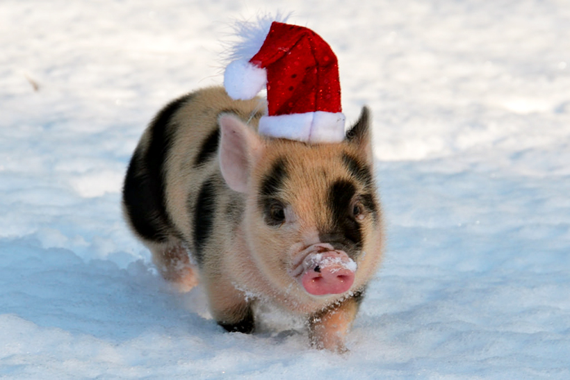 Свинка - символ 2019 года