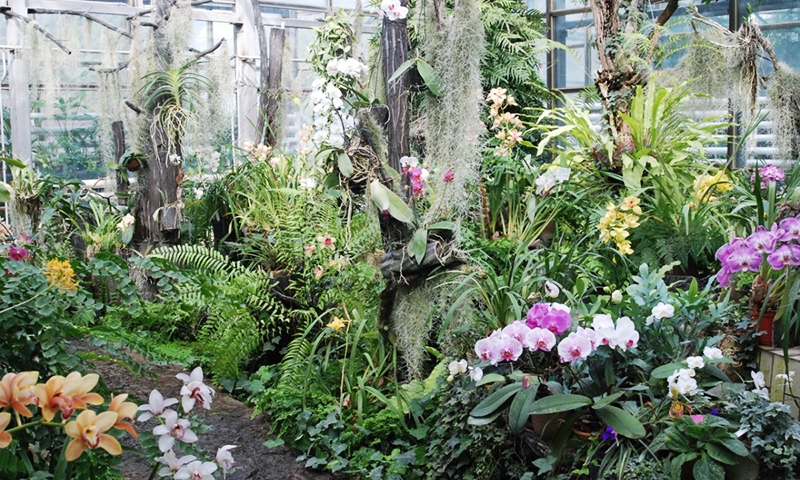 Оранжерея Ботанического сада