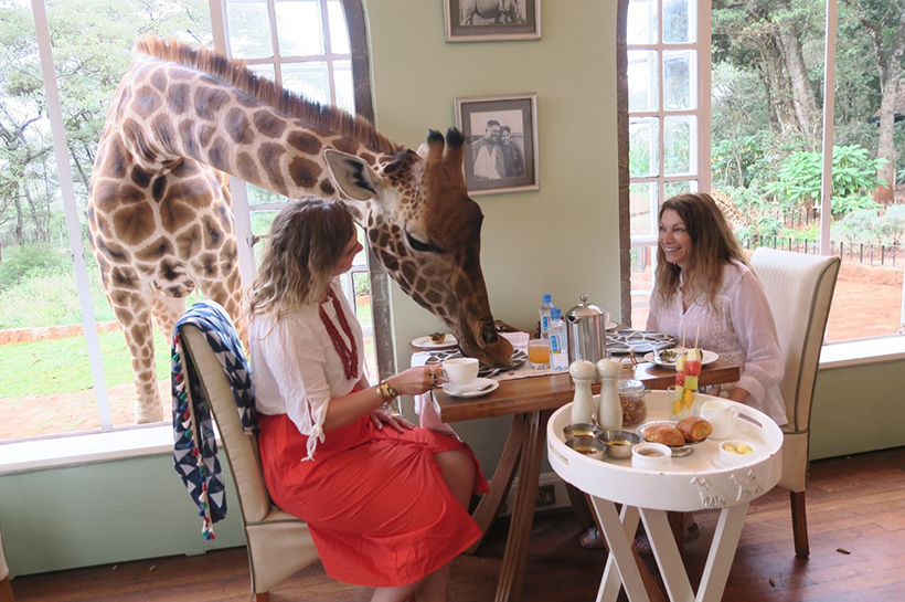 Завтрак с жирафом в отеле The Giraffe Manor, Найроби, Кения