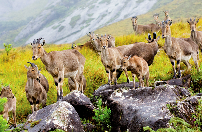 Горные козлы Nilgiri Tahr в Национальном парке Эравикулам