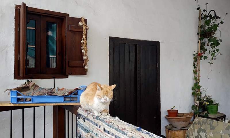 какопетрия кот