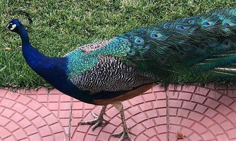 Хейбелиада