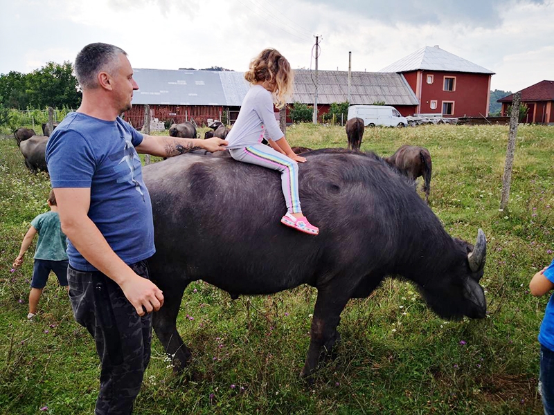 Буйволиная ферма