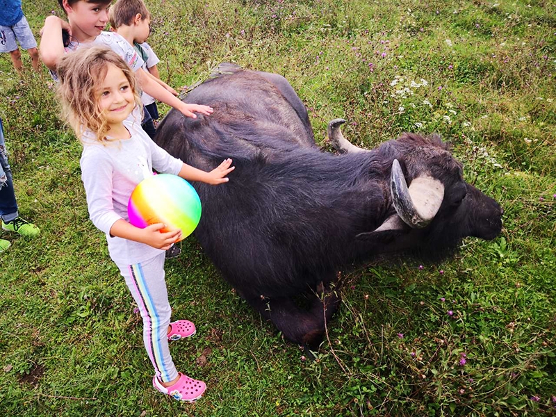 Буйволиная ферма