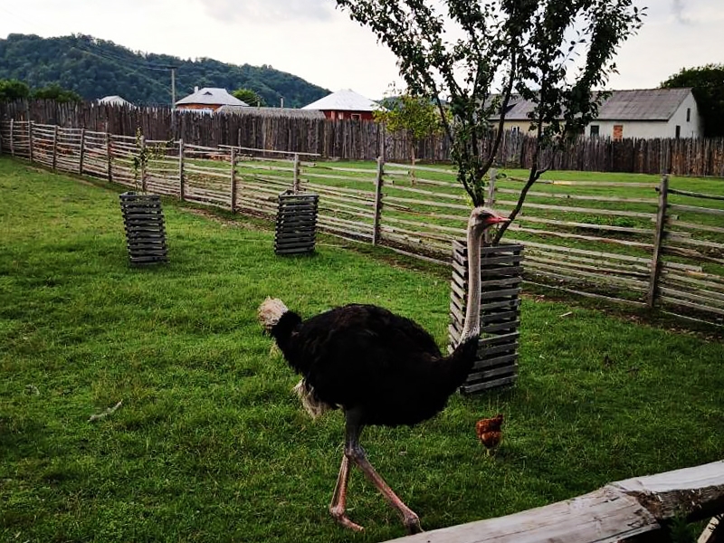 Буйволиная ферма