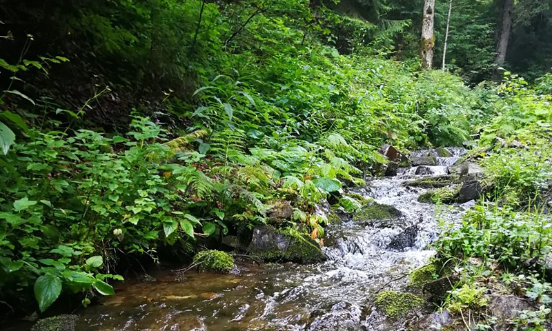 Речки в Карпатах