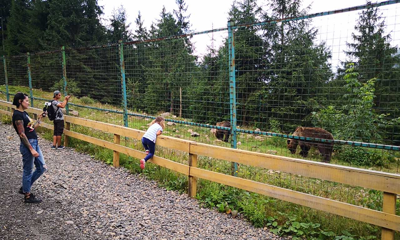 Центр реабилитации медведей Синевир
