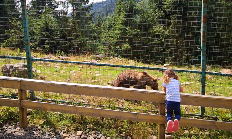 Центр реабилитации медведей Карпаты