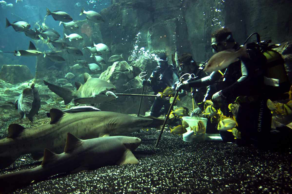 Дайвинг в стамбульском аквариуме