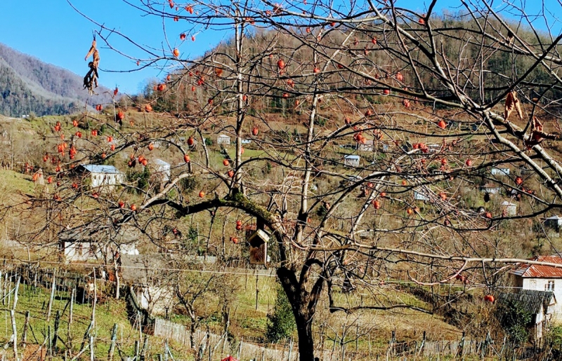 Усадьба винодела Шервашидзе